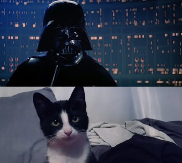 "Star Wars" But With Cats In Epic "Empire Scratches Back" Remake