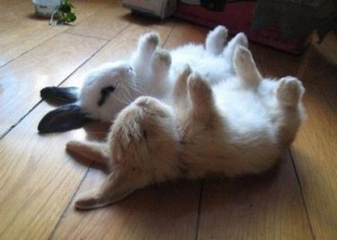 Bunnies asleep on their backs