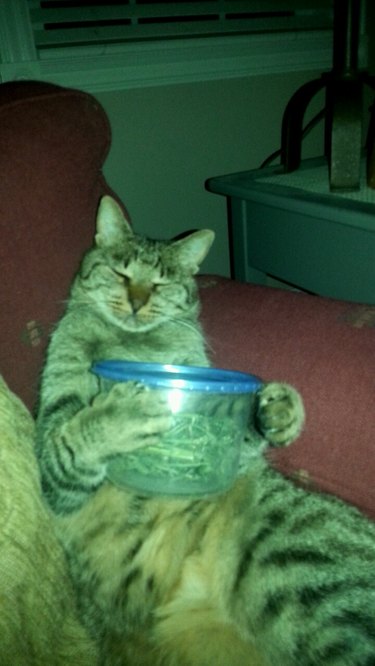 Cat holding a container of cat nip