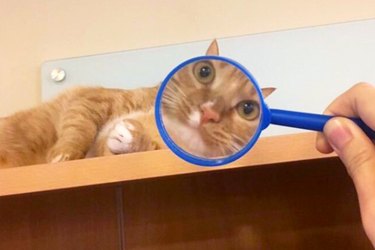 cats viewed through a magnifying glass