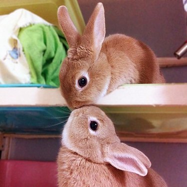 bunnies kissing