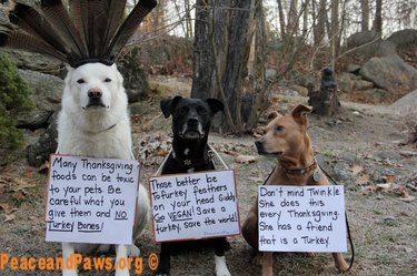 Dogs with signs