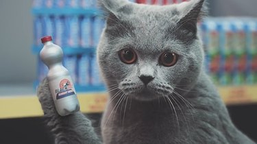 How To Film Cats Shopping in a Mini Supermarket
