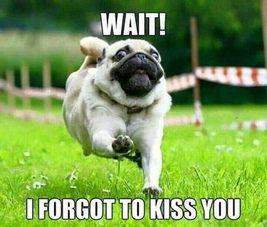 Pug running towards camera. Caption: Wait! I forgot to kiss you