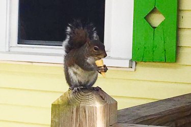 Watch As Squirrel Who Lives On Mini Golf Course Dines On Mini Ice Cream Cones