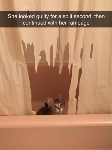 Kitten shredding shower curtain (1)