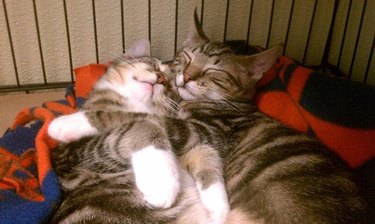 Two kittens sleeping while hugging each other.
