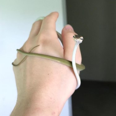 Small vine snake.