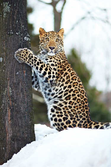 Leopard with its paws on a tree trunk.
