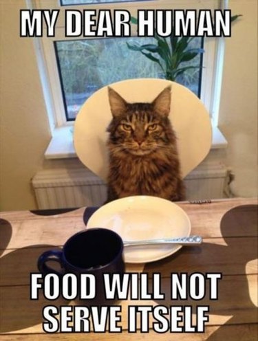 22 Cats Who Think They're in Charge