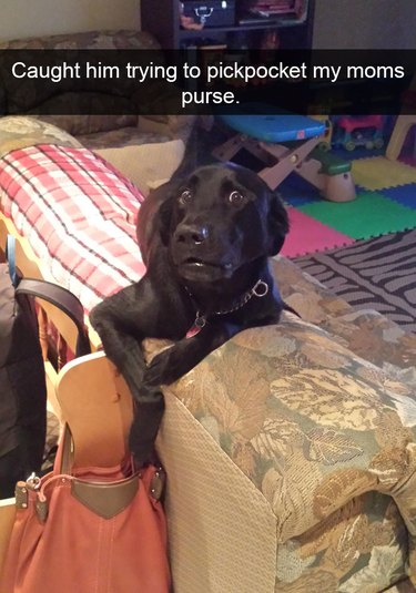 Dog obviously trying to steal out of a purse