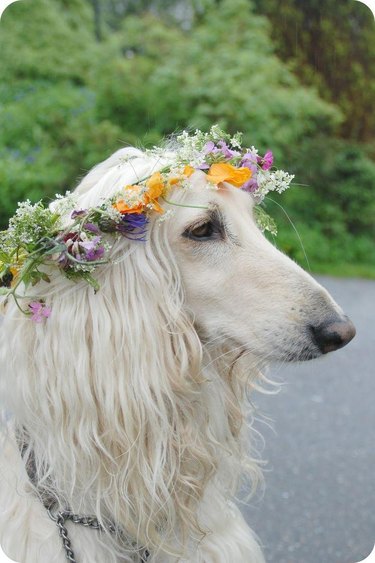 These Dogs Rock Flower Crowns Way Better Than You