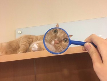 Cats under magnifying glasses are a thing