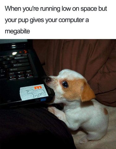 Puppy bites corner of laptop.