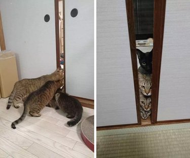 Cats looking through door suspiciously.