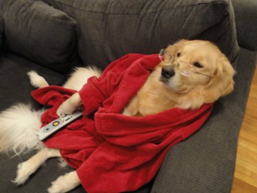Dog lounging on couch in robe with remote.
