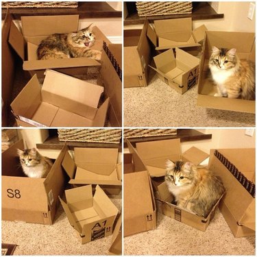 Photo set of cat sitting in different sizes of cardboard box.