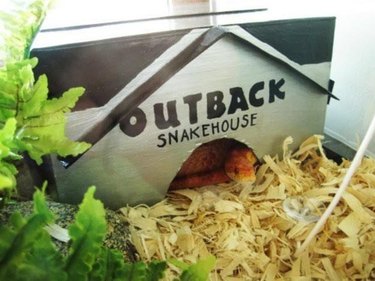 A snake is curled up in a hide that says Outback Snakehouse.