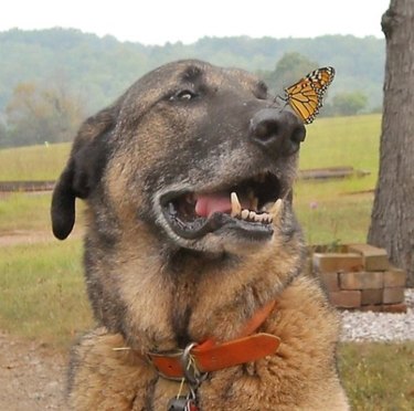 Butterfly perched on nose of smiling dog.