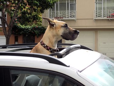 Great Dane with its head out of car sunroof.
