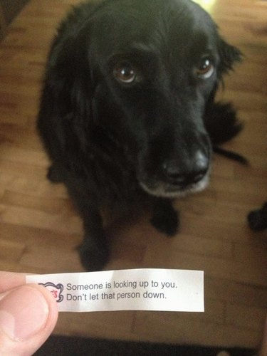 Doggo does a fortune cookie