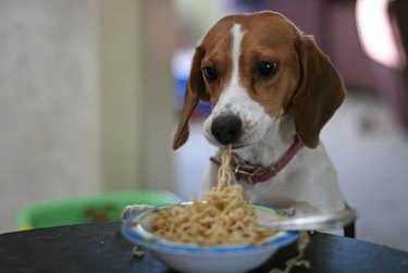 funny dogs eating pasta noodles