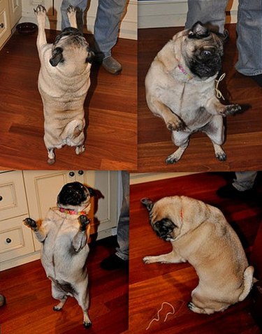 Photo set of dog on its hind legs reacting to a strand of spaghetti.