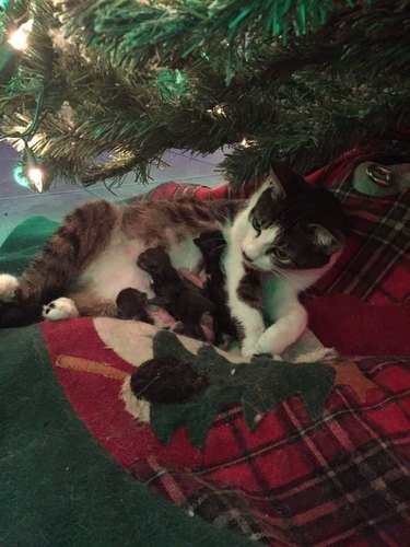 Cat Gives Birth Beneath Christmas Tree In Time For Holidays