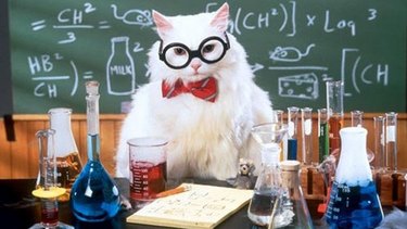 science cat is sciencing