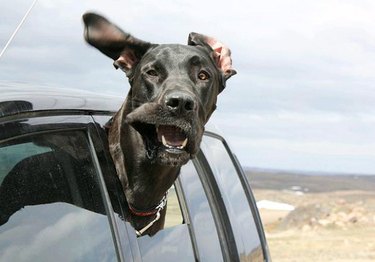 Dog in car making weird face.