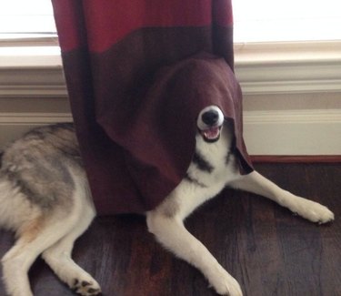 A big white and gray dog has part of its body covered with a curtain.