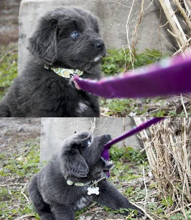 Puppy chewing on leash.