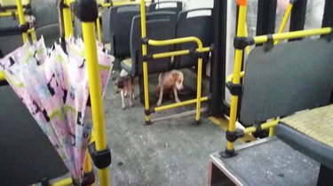Hero Bus Driver Gives Pups A Free Ride During Thunderstorm