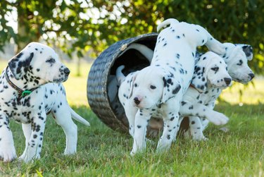 This Dalmatian Just Gave Birth to 18 Puppies — Sure, It's Not 101, But It's Still a Lot