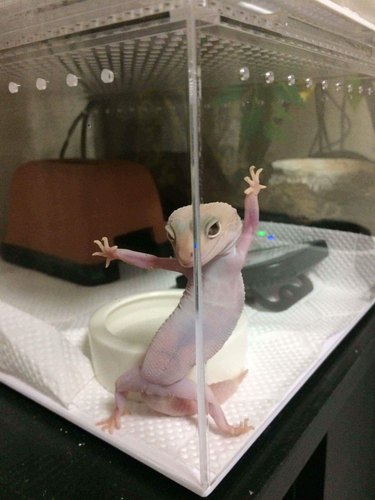 Gecko posing "seductively" in tank.