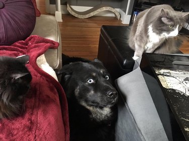 Dog standing between two cats looks concerned.