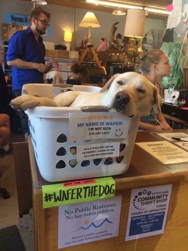 A dog is in a basket at a shop with a sign that says, "Greetings my name is Wafer, I'm not sick, I'm just lazy".