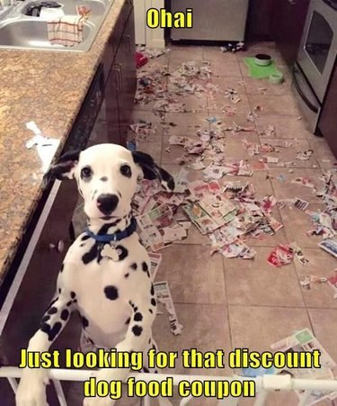 Dalmatian puppy in front of scattered mess of newspapers.