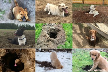 The 29 Most Outstanding Holes Dug By Dogs In 2017
