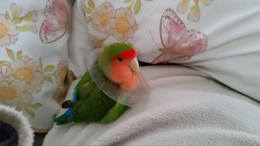 Lovebird wearing E-collar
