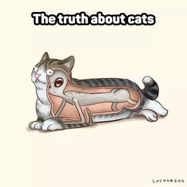 Cartoon of an alien inside of a cat with caption "The truth about cats".