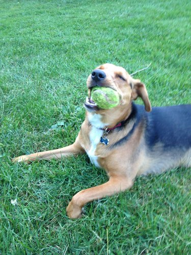 Dog chewing on tennis ball.