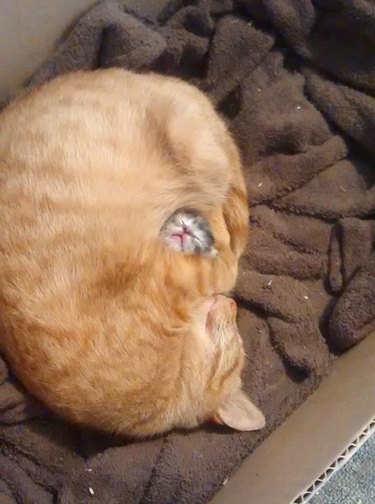 Momma cat snuggled around baby kitten