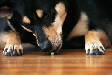 Large dog eating a pea on wood floor