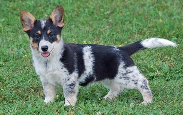 red heeler corgi mix