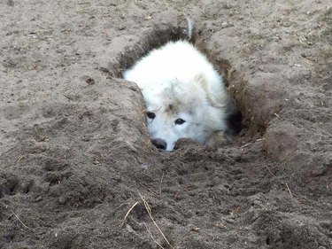 Dog partially hidden in hole.
