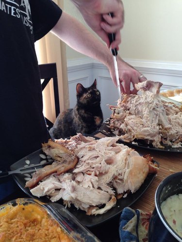 Cat watching turkey being carved