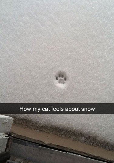 cat hates snow
