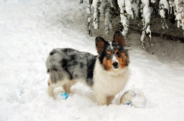 These 26 Corgi Mixes Prove The Best Things In Life Come In Small Packages