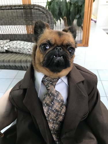 This Dog Wearing A Cheap Suit & Selling Used Cars Can Have All Our Money